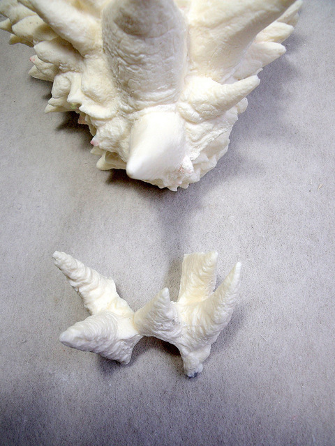 DSCF9495.JPG